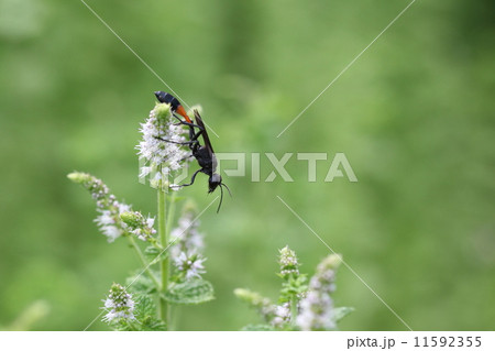 生き物　昆虫　サトジガバチ、蜜を舐めに来たのか子供の餌をさがしに来たのかスペアミントの花の上を歩き回ります 11592355