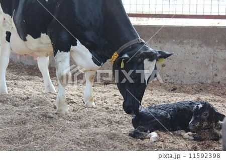 子牛の誕生 子牛の誕生 11592398