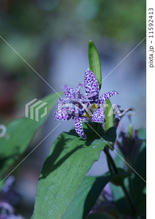 杜鵑草 ホトトギスと申します。 杜鵑草 ホトトギスと申します。 11592413