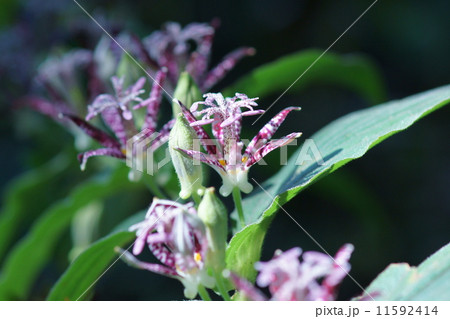 杜鵑草　ホトトギスと申します。 11592414