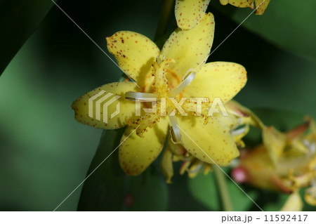 黄花突抜杜鵑草 キバナノツキヌキホトトギスと申します。 黄花突抜杜鵑草 キバナノツキヌキホトトギスと申します。 11592417