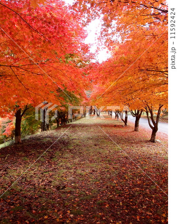 紅葉 紅葉 11592424