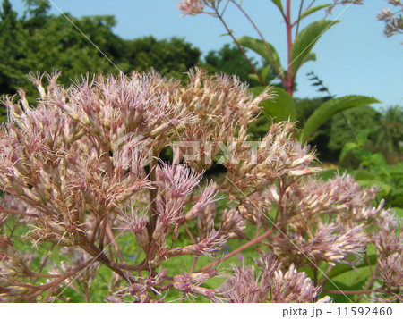 長い名のユーパトリウム 'アトロプルプレウム' は桃色の花 長い名のユーパトリウム 'アトロプルプレウム' は桃色の花 11592460