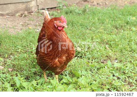 にわとり 11592467
