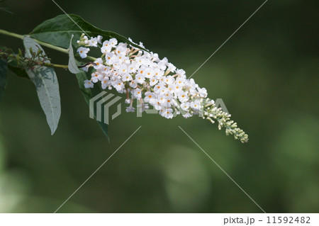 房藤空木　白くてもフサフジウツギと申します。 11592482