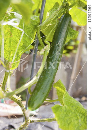 きゅうり栽培 11592566