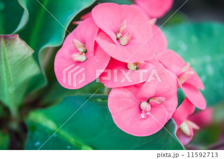 Closeup pink Poi Sian flowers with drew drop 11592713