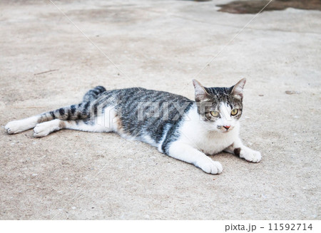Young cat laying relax in home field 11592714