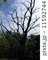 新緑と木と空 11592744
