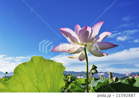 蓮の花 蓮の花 11592887