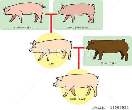 三元豚交配図 11592932