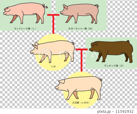 三元豚交配図 11592932