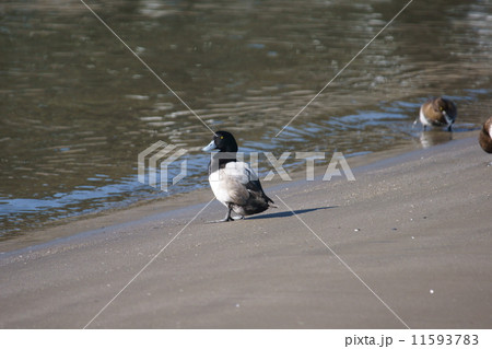 鈴鴨 スズガモと申します。オスです。茶色いのが奥さんです。 鈴鴨 スズガモと申します。オスです。茶色いのが奥さんです。 11593783