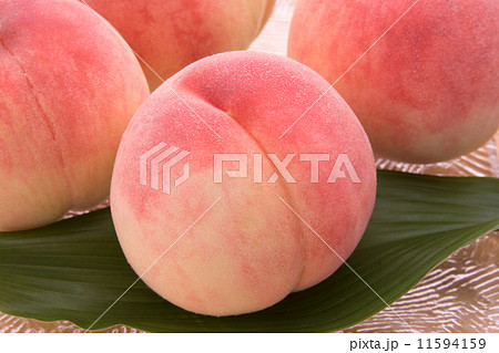 白桃(浅間白桃) 白桃(浅間白桃) 11594159