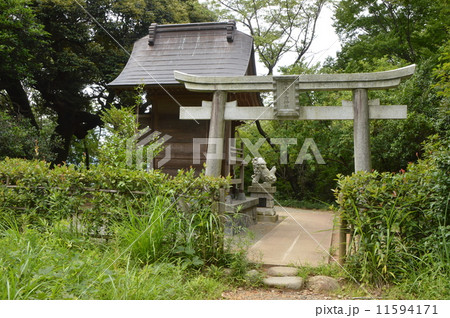 日野市　都立平山城址公園の夏 11594171