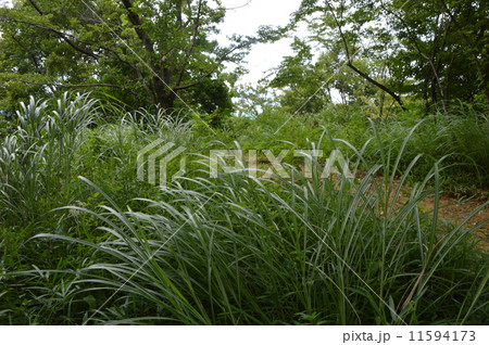 日野市　都立平山城址公園の夏 11594173