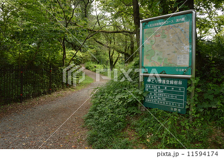 日野市　都立平山城址公園の夏 11594174