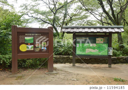 日野市　都立平山城址公園の夏 11594185