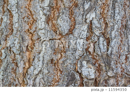 Bark 11594350
