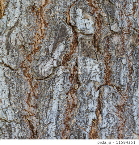 Bark 11594351