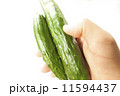キュウリ 11594437