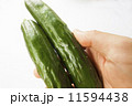 キュウリ 11594438