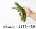 キュウリ 11594439