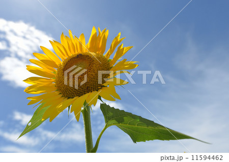 盛夏、向日葵 盛夏、向日葵 11594462