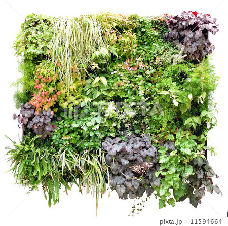 ハンギング 11594664