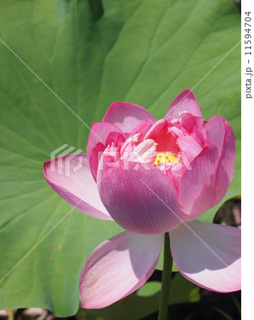 舞うかの様に咲く蓮の花　ピンク 11594704