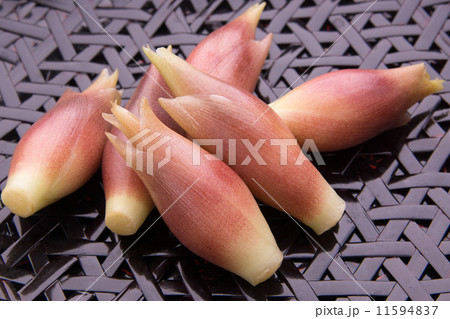 茗荷 茗荷 11594837