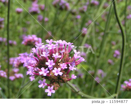 バーベナボナリエンシスの紫色の花 バーベナボナリエンシスの紫色の花 11594877