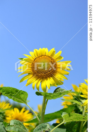 ひまわり畑♪ 11594975