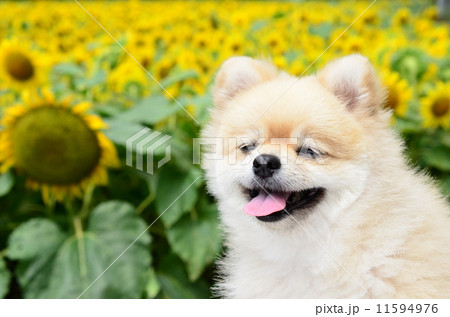 ひまわり畑♪ 11594976