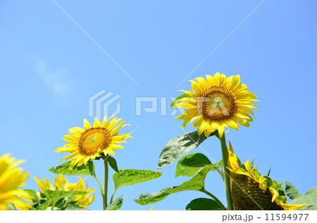 ひまわり畑♪ 11594977