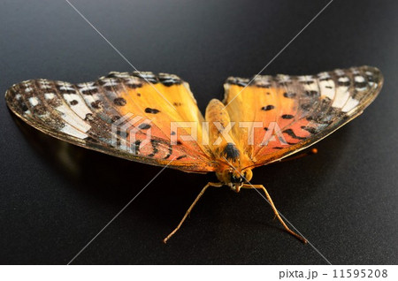 ツマグロヒョウモン蝶のメス　黒バック 11595208