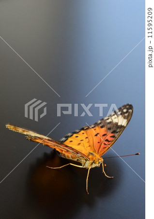 ツマグロヒョウモン蝶のメス　黒バック 11595209