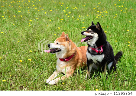 仲良し兄妹♪ 11595354