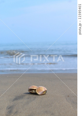 浜辺にて 11595401