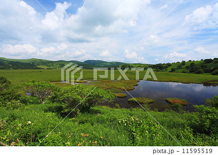 夏の八島湿原 11595519