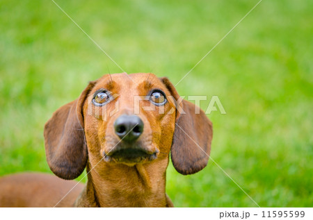 Portrait of dachshund dog at park 11595599