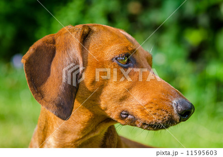 Portrait of dachshund dog at park Portrait of dachshund dog at park 11595603