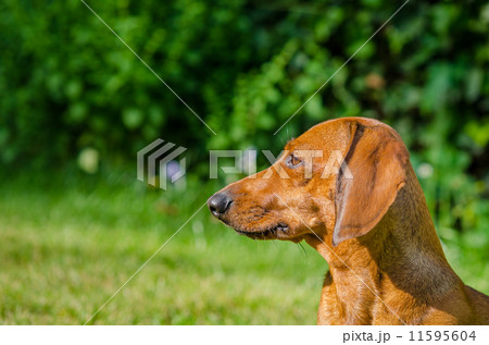 Portrait of dachshund dog at park 11595604