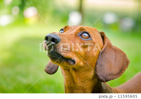 Portrait of dachshund dog at park 11595605