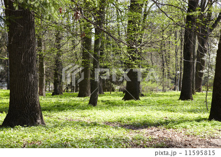 The park in the spring. 11595815