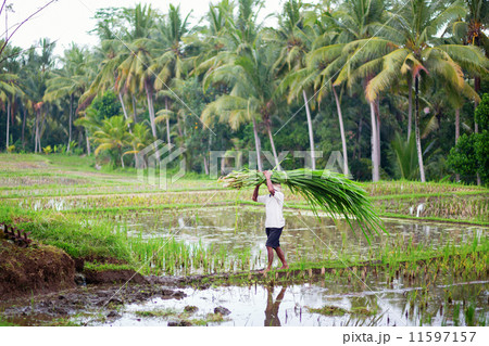 Man working on rice paddies near Ubud, Bali 11597157