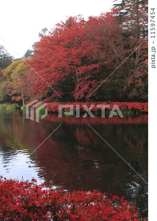 雲場池の紅葉 雲場池の紅葉 11597454