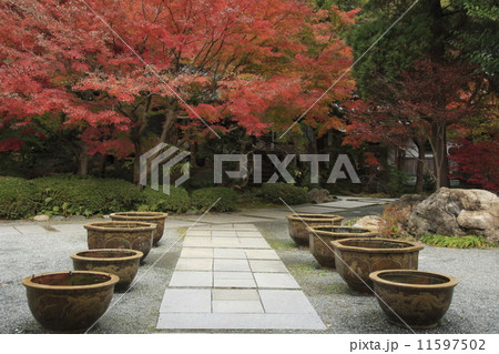 覚園寺の紅葉 11597502