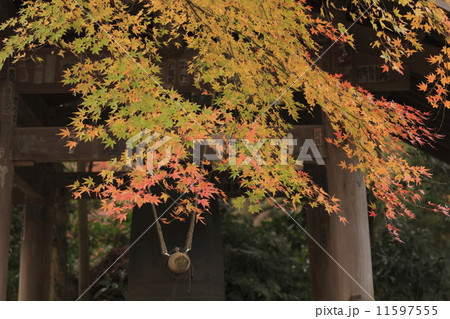 瑞泉寺の紅葉 瑞泉寺の紅葉 11597555