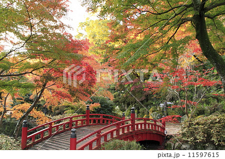 熱海梅園の紅葉 熱海梅園の紅葉 11597615